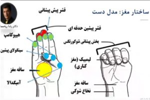 مدل دست از مغز یک مدل شفاف است.